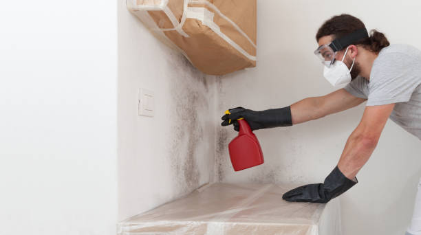 Professional Black Mold Remediation technician working in Bath, MI