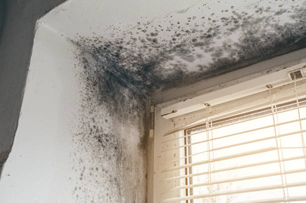 Affordable Black Mold Remediation solutions in Bath, MI